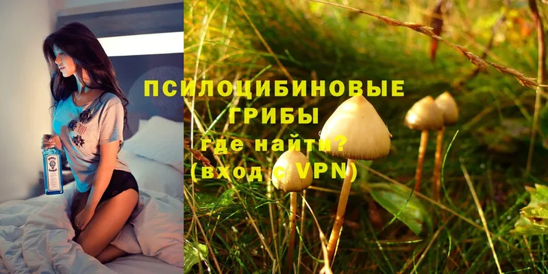 Псилоцибиновые грибы Psilocybine cubensis  как найти закладки  Лыткарино 